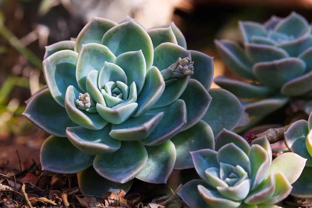 Echeveria sono ideali per terrari succulenti