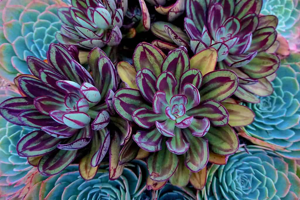 Echeveria nodulosa, echeveria dipinta succulenta