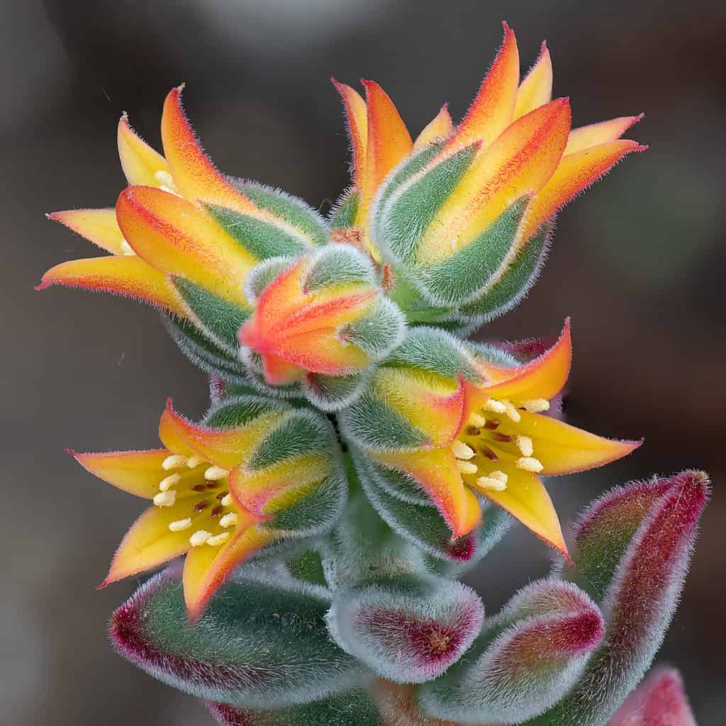 Echeveria pulvinata fioritura succulenta