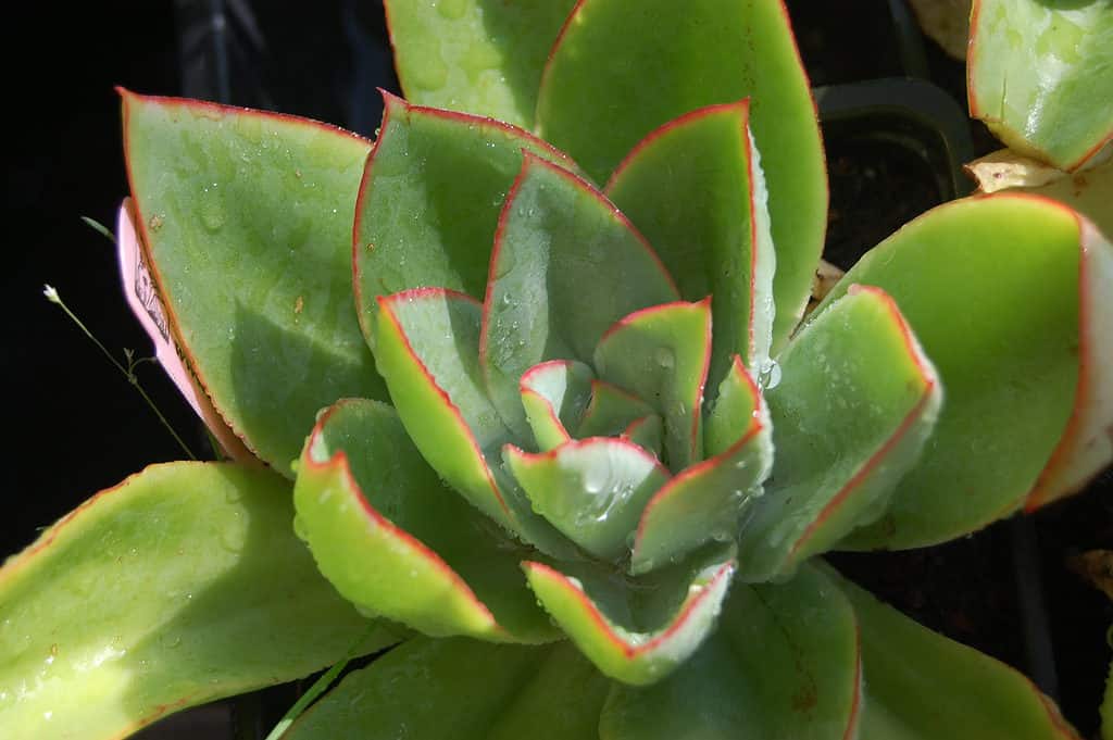 L'Echeveria è succulenta quando è fredda