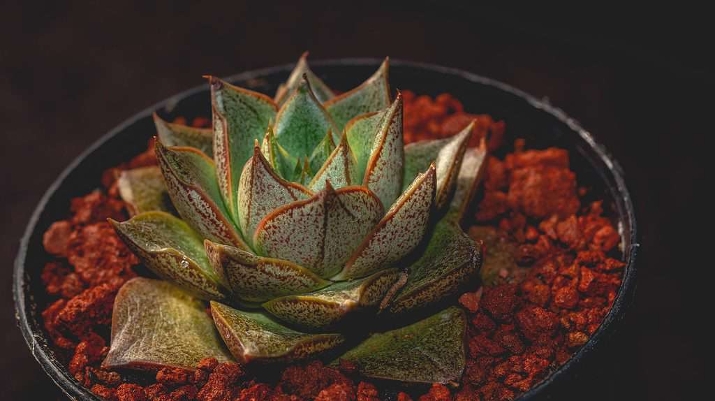 Echeveria piante grasse viola