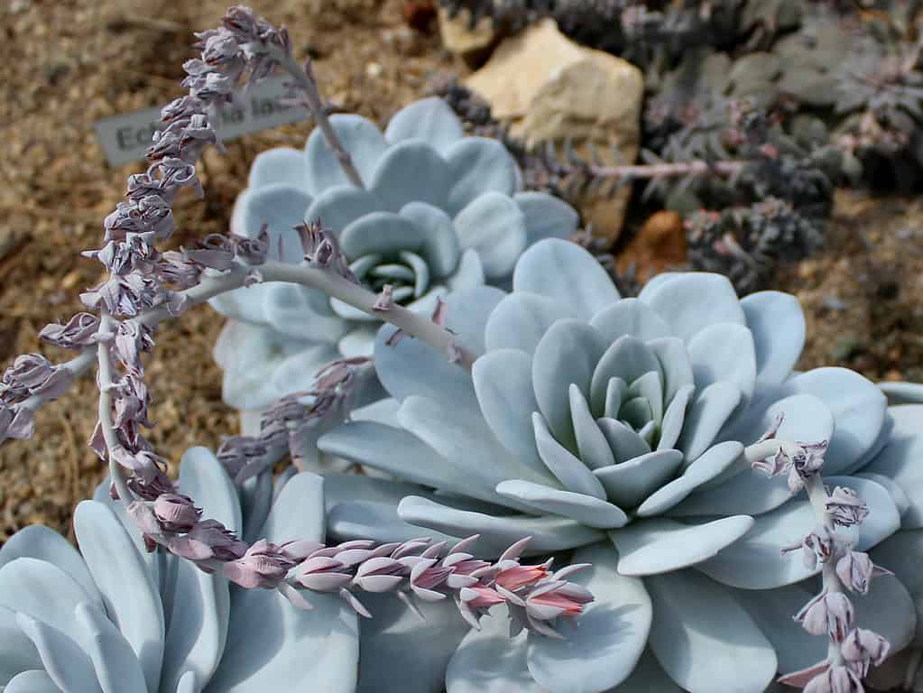 L'Echeveria è una pianta succulenta