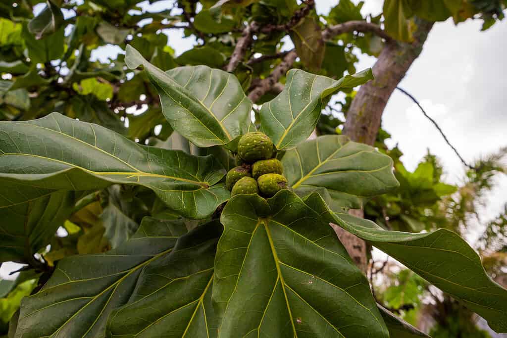 Immagini di messa a fuoco selettiva di fichi a foglia di Fiddle o Ficus lyrata.  Fotografato a distanza ravvicinata con luci basse.