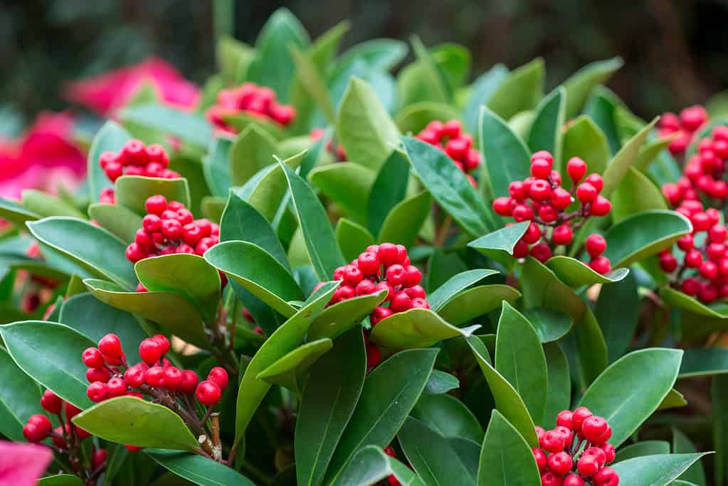 Dettaglio ravvicinato di più grappoli di frutti e foglie di Red Dahoon Holly (Ilex cassine) durante il Natale da una prospettiva laterale, Singapore. Concetto di viaggio e vacanze.