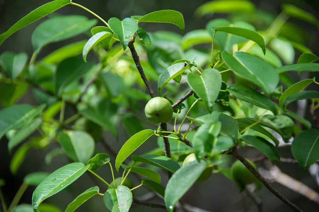 Manchineel L'albero più mortale del mondo è in pericolo in Florida, ma può essere trovato in diverse riserve naturali nelle Keys.