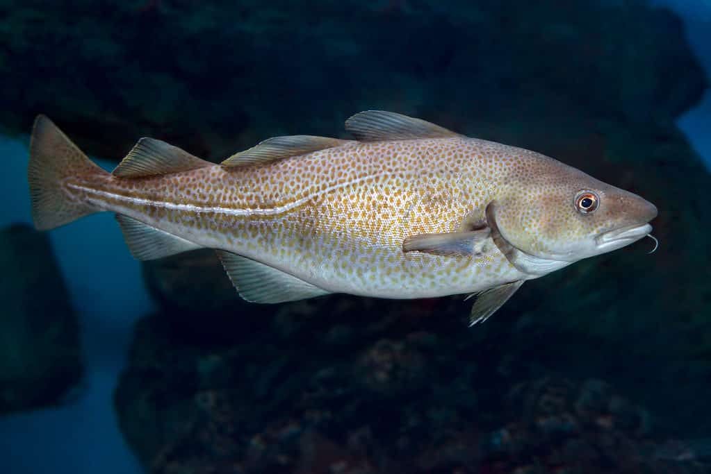 Merluzzo del Pacifico