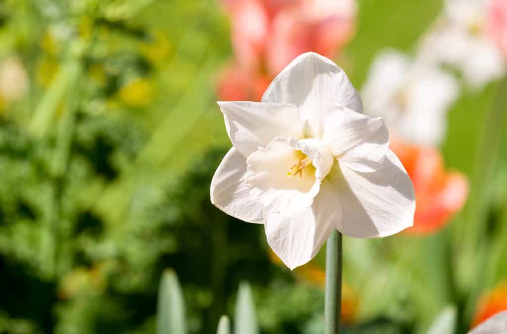 Narciso tromba bianco