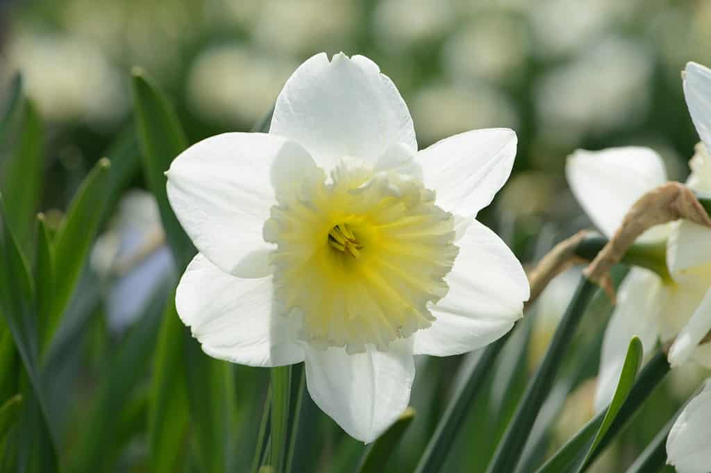 Narciso 