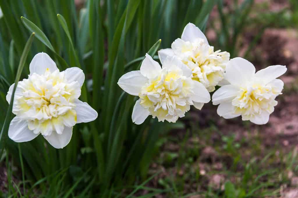 Narcisi
