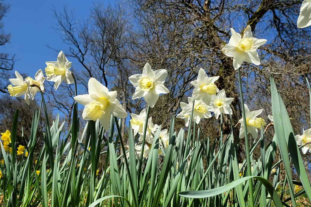 Narcisi 