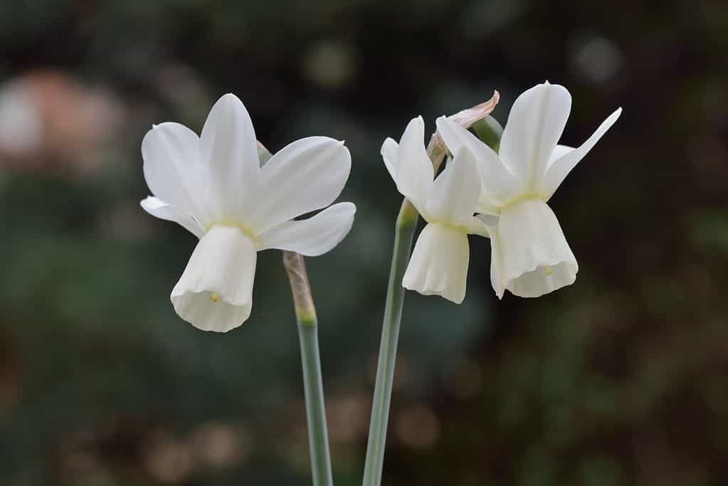 Narcisi 