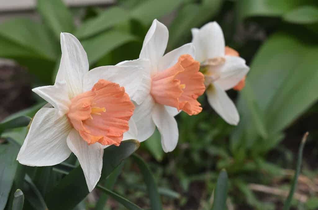 Grandi narcisi a coppa