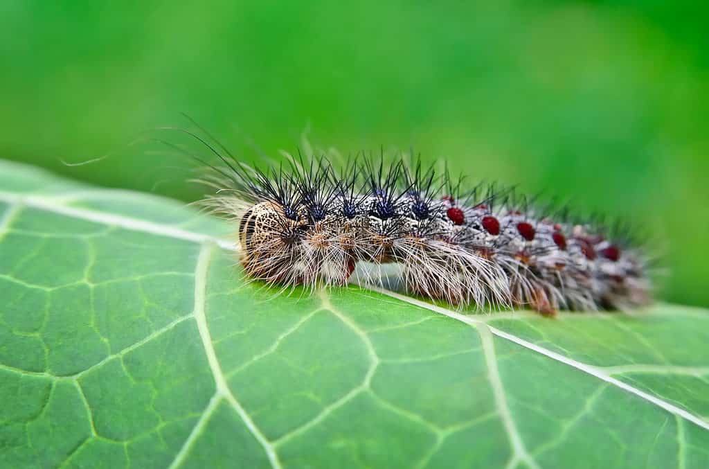 Un bruco di falena spugnoso grigio e marrone con i capelli che sporgono da ogni direzione.  Nella fotografia il bruco sembra essere rivolto verso sinistra con due falsi occhi neri visibili verso la parte sinistra dell'inquadratura lungo la schiena del bruco ci sono quattro paia di punti neri da cui spuntano peli neri e poi sei paia di punti rossi da cui spuntano peli neri.  La pelle del bruco è screziata dal marrone chiaro al marrone scuro.  Il bruco è appollaiato su una foglia verde con venature gialle.