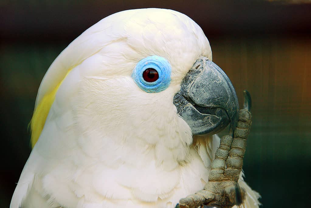 cacatua dagli occhi azzurri