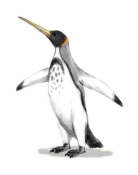 Icadyptes