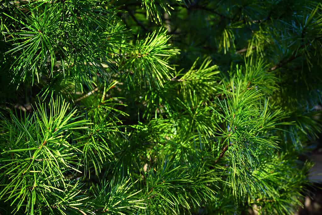Pino a ombrello giapponese o albero Koya-maki a Koyasan, Giappone.  Gli alberi sono uno dei cinque alberi spaventati del Giappone