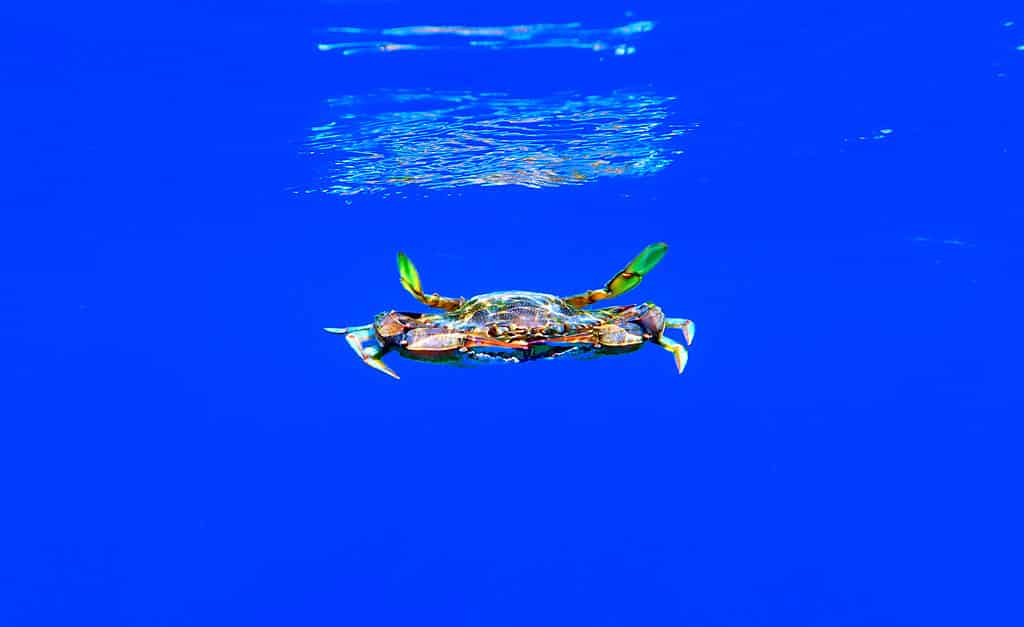 Il granchio blu - (Callinectes sapidus)