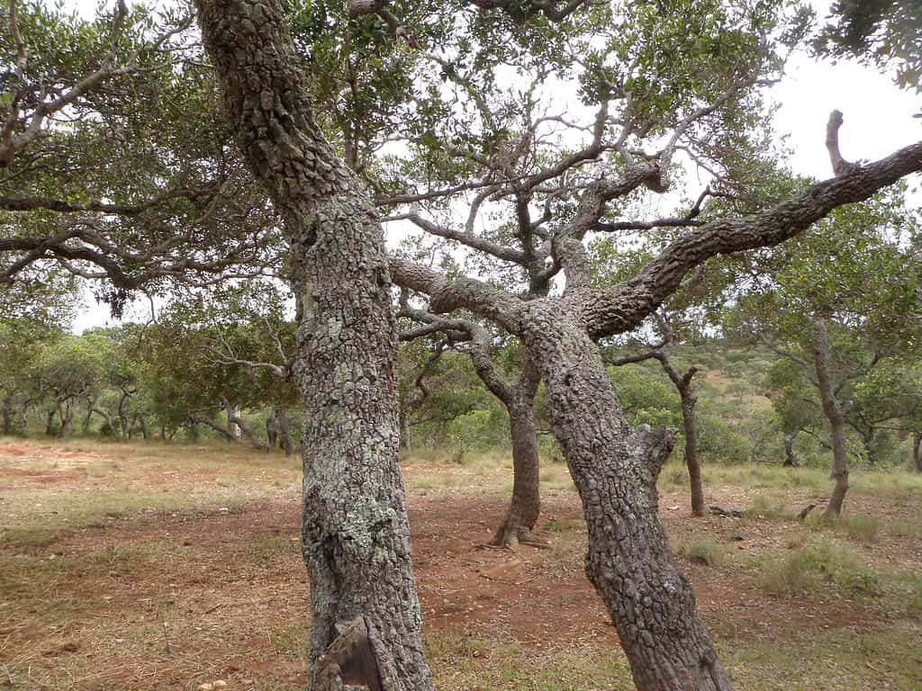 Tapia alberi (Uapaca bojeri) negli altopiani centrali, Madagascar