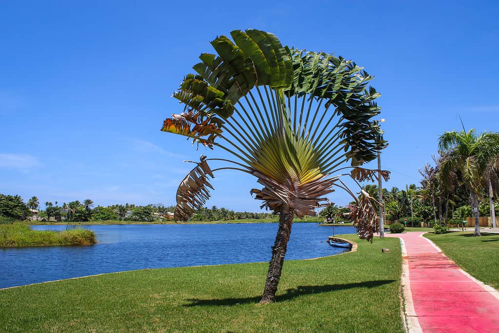 La Ravenala madagascariensis, conosciuta con il nome comune di albero viaggiatore, è una pianta erbacea a fusto alto, endemica del Madagascar, appartenente alla famiglia delle Strelitziaceae