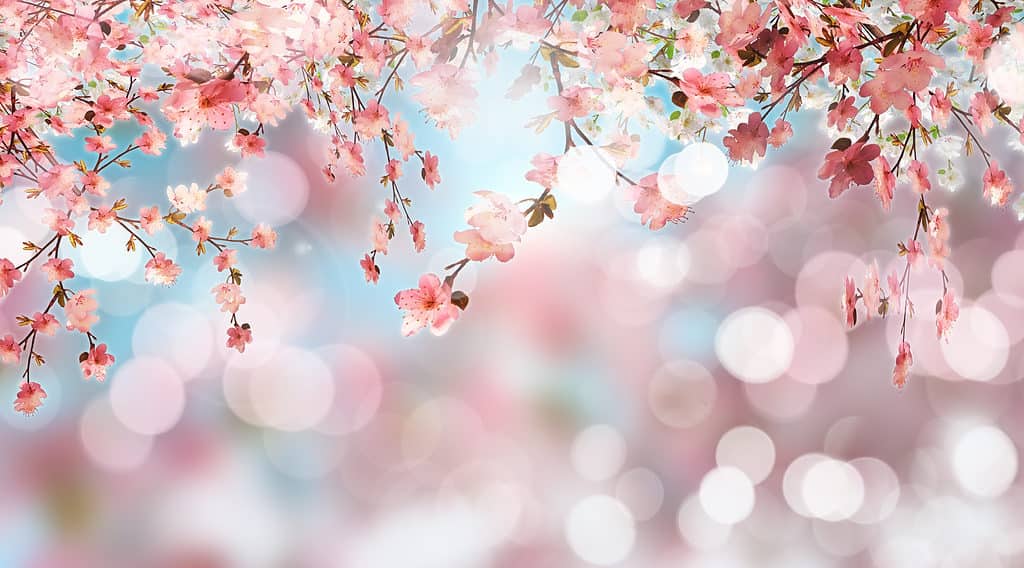 Rendering 3D di fiori di ciliegio su uno sfondo sfocato