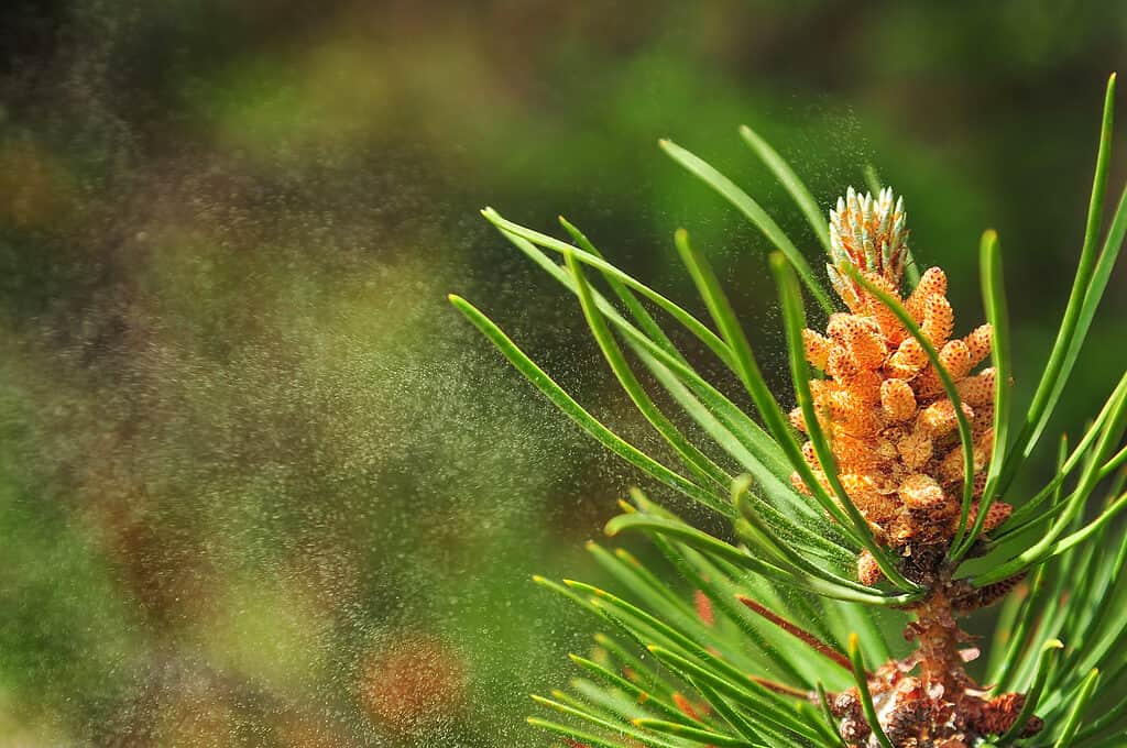 Polline di albero di pino