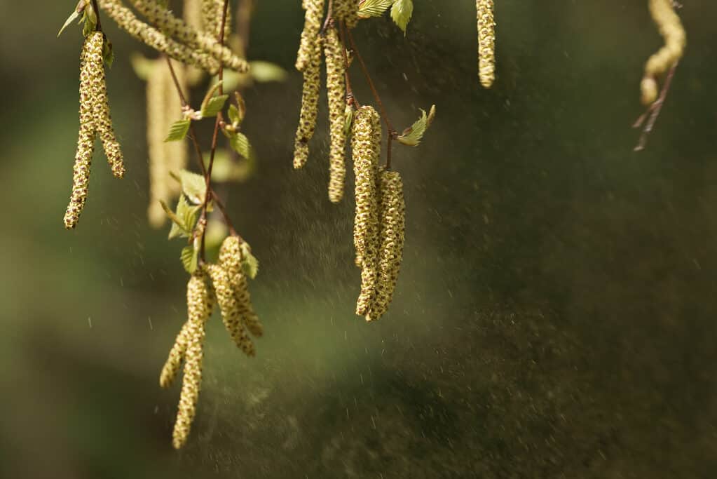 stagione delle allergie in alabama