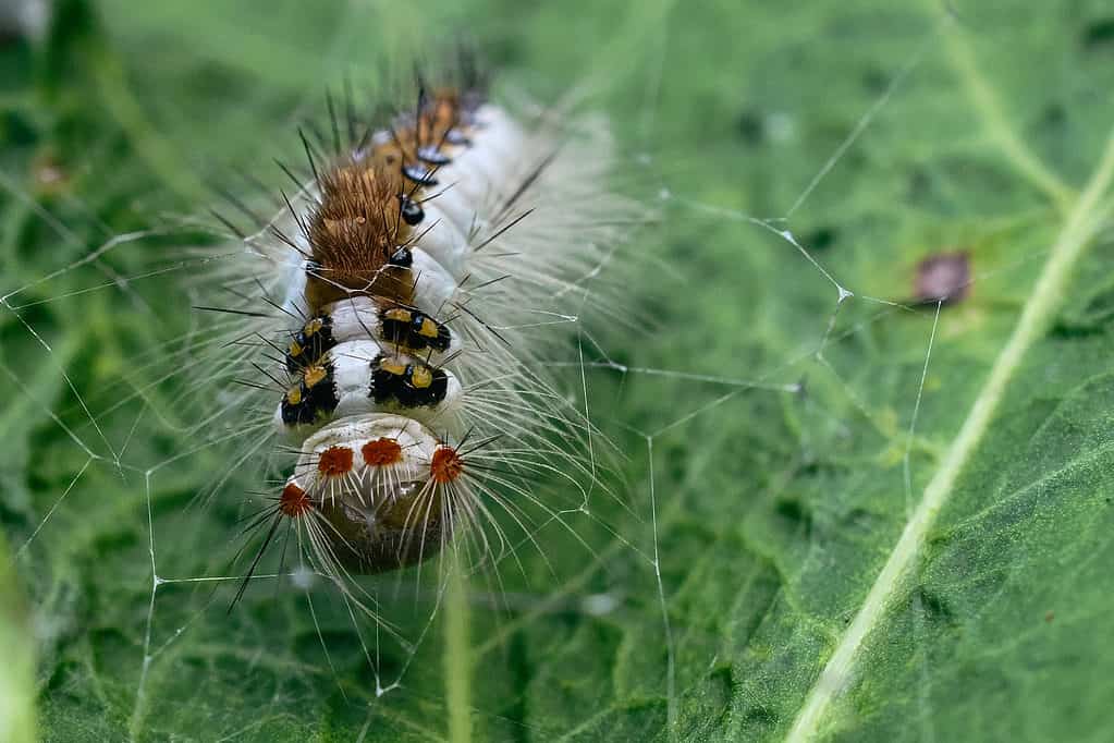 Macro di un bruco di lepidottero tussock contrassegnato di bianco.  Il bruco è rivolto verso la telecamera, inquadratura centrale, su una foglia che presenta dei buchi.  Il bruco è incredibile!  ha grandi occhi falsi che lo fanno sembrare un animatronic, ha davvero un aspetto ultraterreno.  La parte superiore della schiena è marrone.  I peli bianchi (setole) si estendono dal lato del suo corpo, che è bianco.