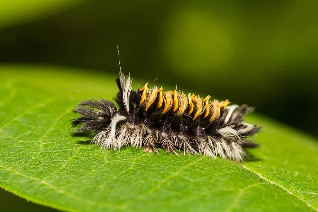 Macro se caterpillar di ciuffo di euforbia su una foglia verde brillante.  Thecterpillars è piuttosto sfocato.  Ha peli biancastri/grigi che sporgono dalla parte inferiore del corpo.  La parte centrale è nera e la parte superiore è a strisce mpstlyorng con un po' di grigio e nero.  Sembra un carro da parata.