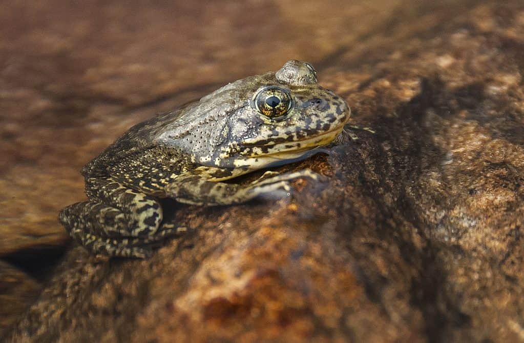 Recuperata rana dalle zampe gialle di montagna