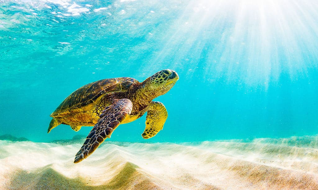 Tartaruga di mare verde hawaiana che nuota in acque cristalline