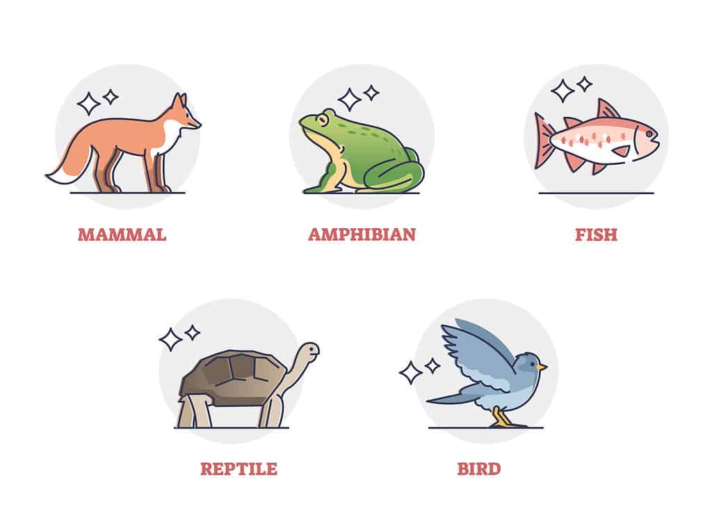 animali