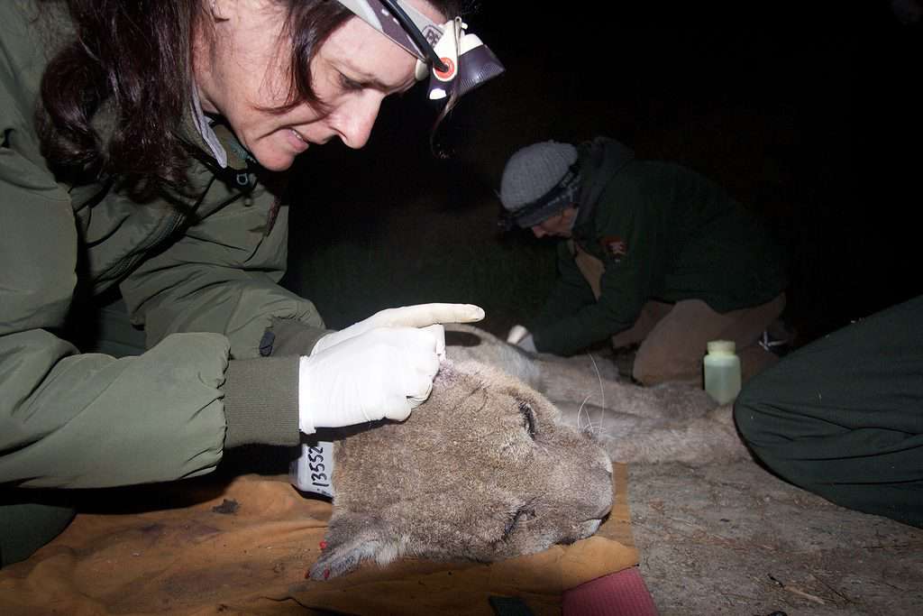 Il leone di montagna di Los Angeles P-22 curato per la rogna