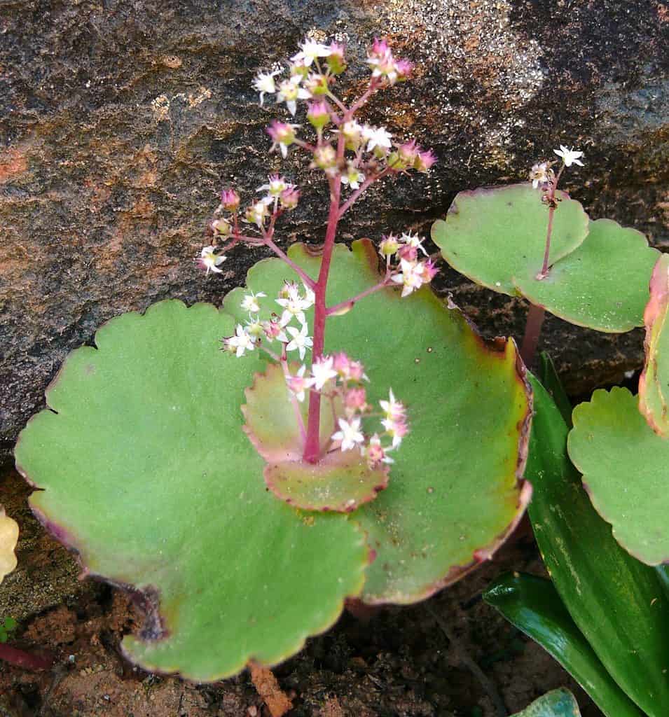 Ombrello Crassula