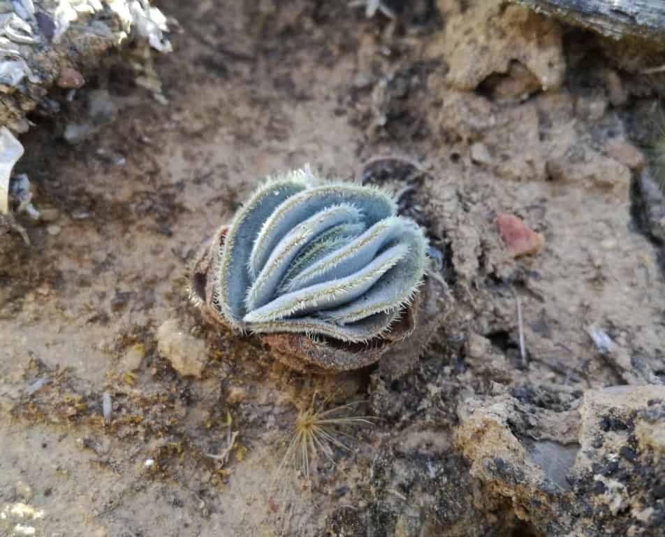 Crassula tomentosa