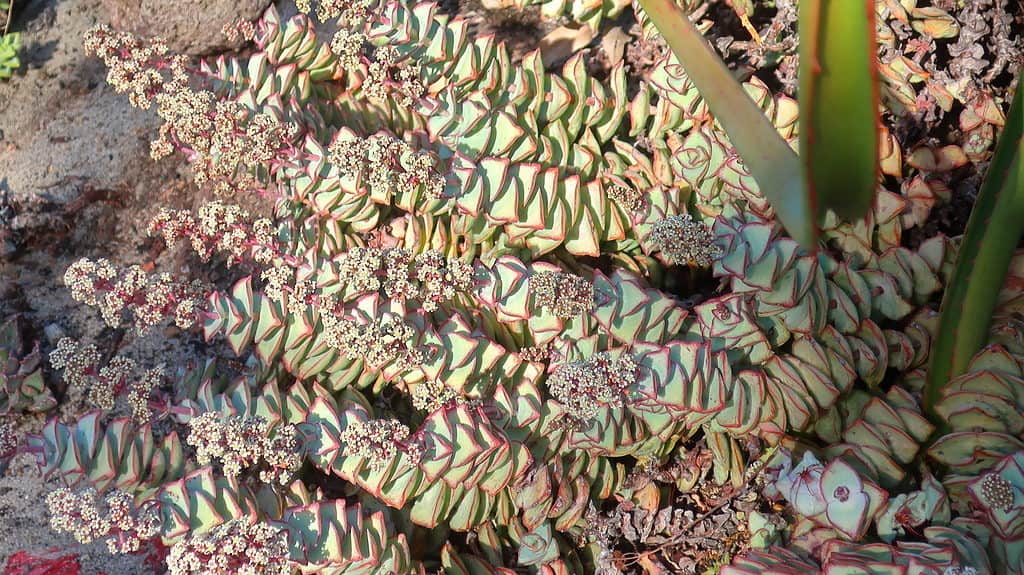 Crassula perforata, stringa di bottoni