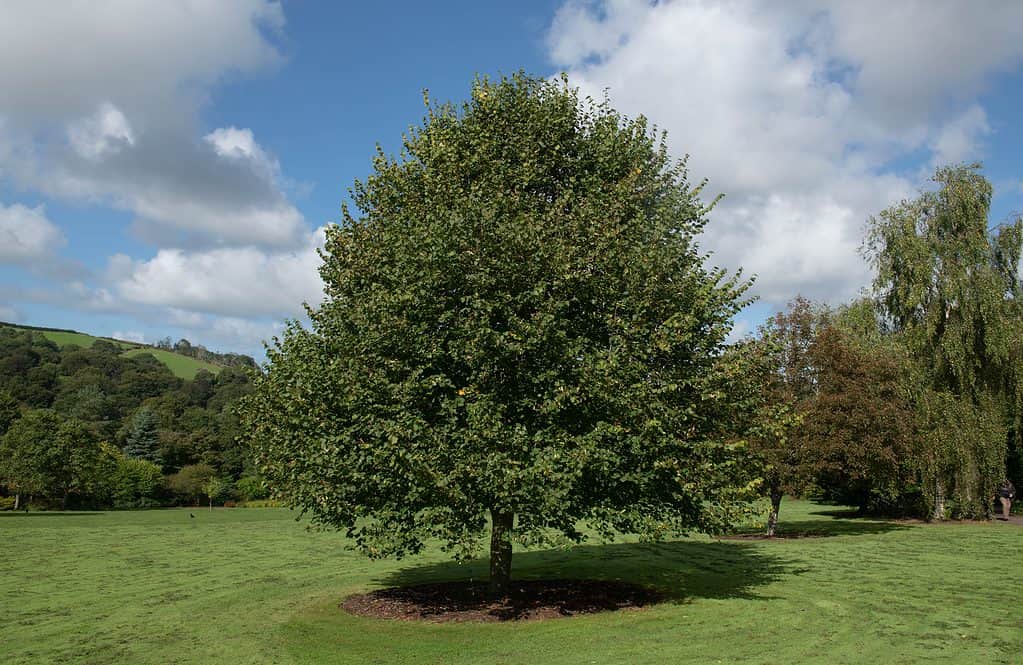 Foglie di tiglio - Tilia cordata
