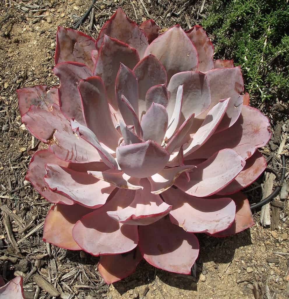 Echeveria 'Afterglow' è una succulenta rosa 