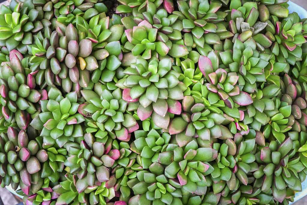 Anacampseros rufescens (rosa sabbia) succulenta