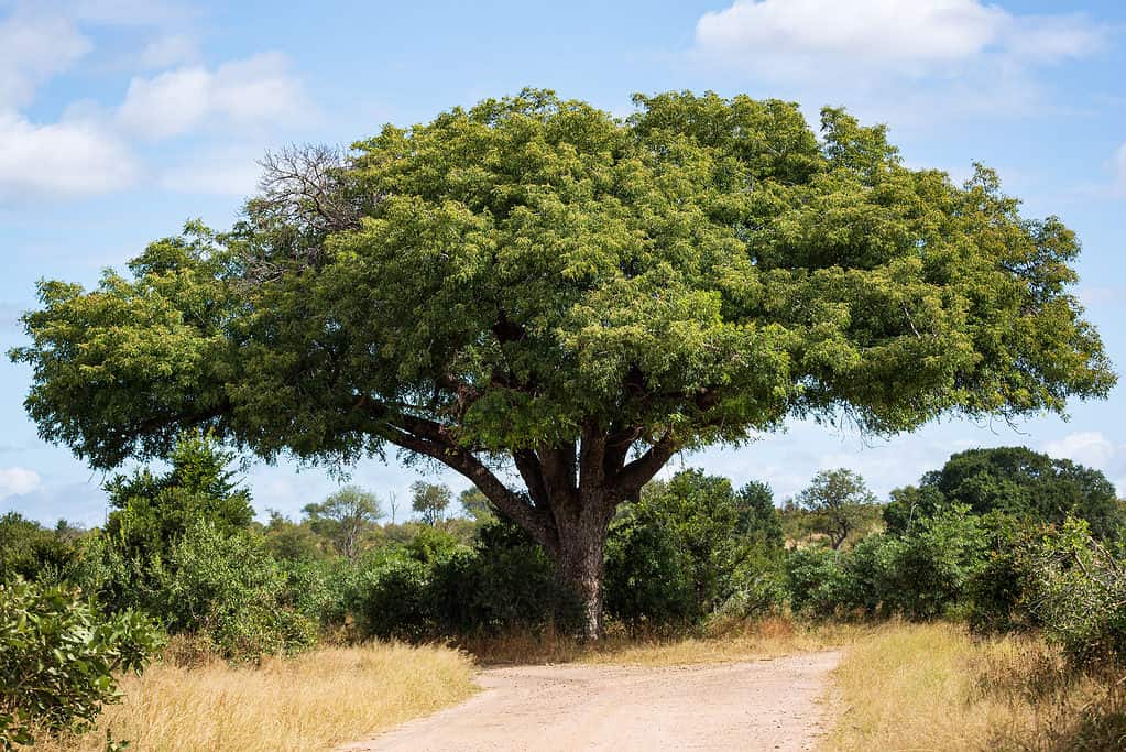 Albero di Marula (Sclerocarya birrea)