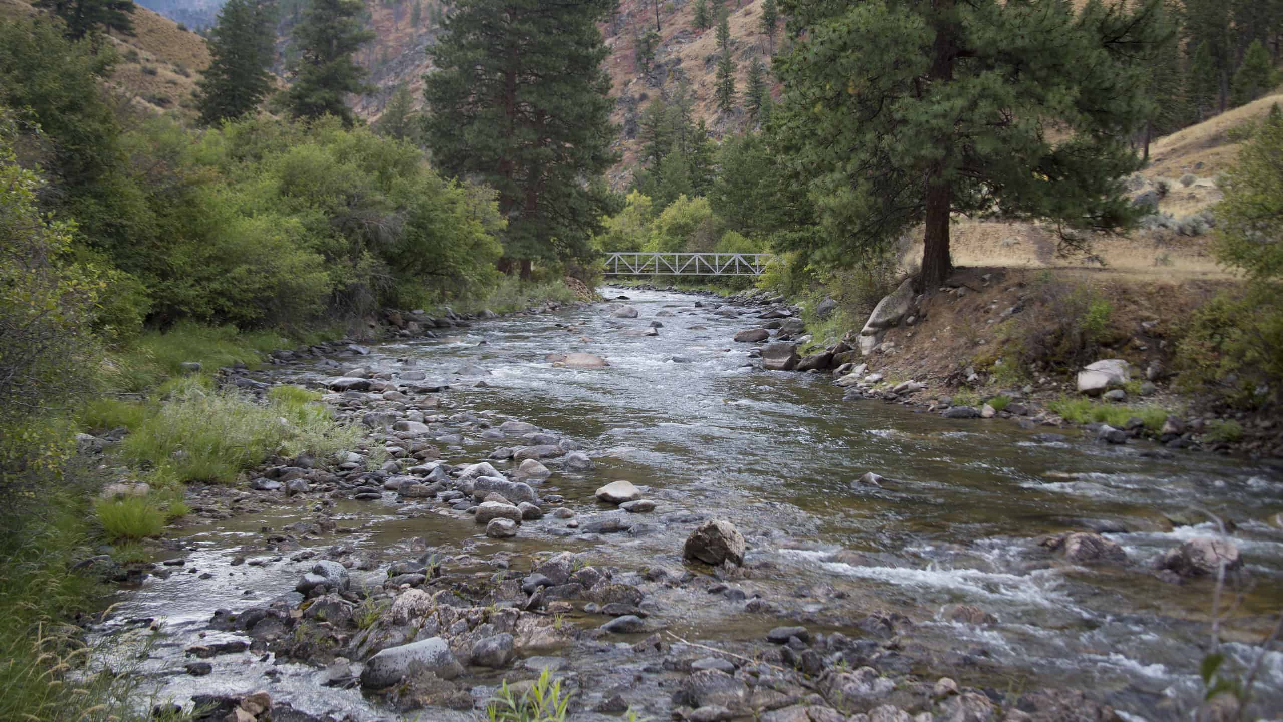 Fiume dei salmoni, foresta nazionale di Salmon-Challis