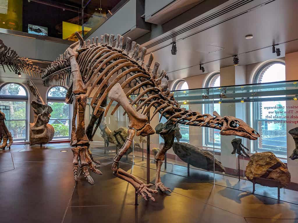 Scheletro di dinosauro al Museo di storia naturale della contea di Los Angeles