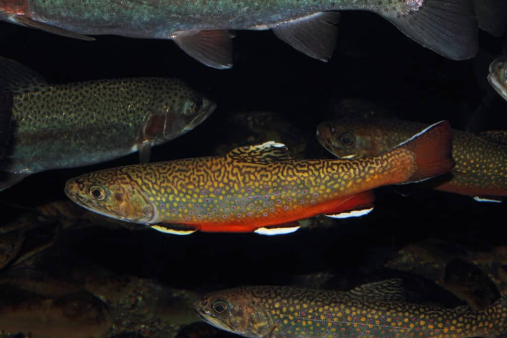 Pesce di stato