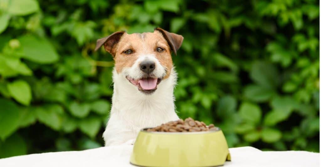 cane pronto da mangiare