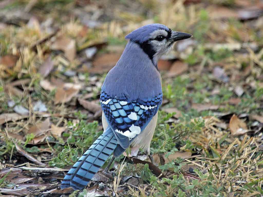 sottospecie di ghiandaia blu costiera