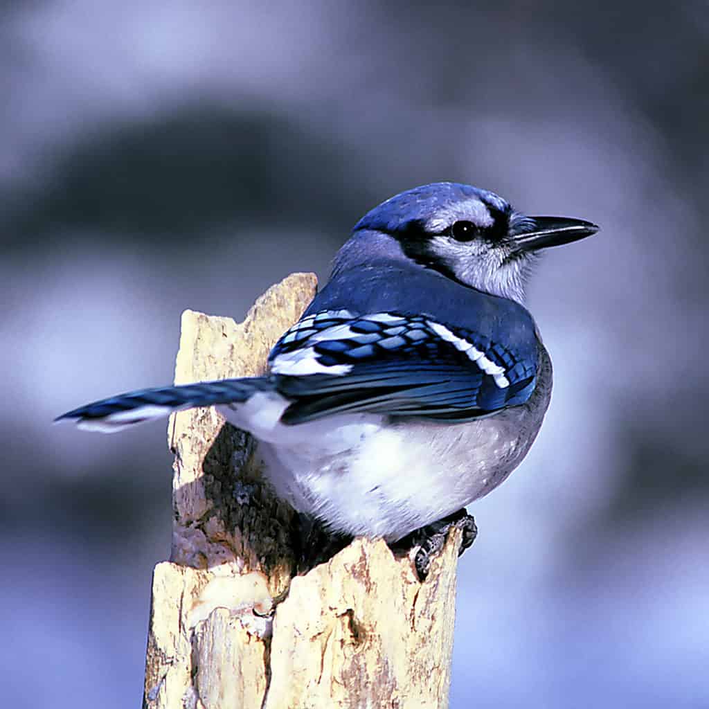 sottospecie di ghiandaia blu interna
