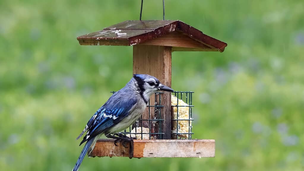 ghiandaia blu all'alimentatore