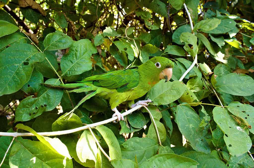 conuro dagli occhi bianchi