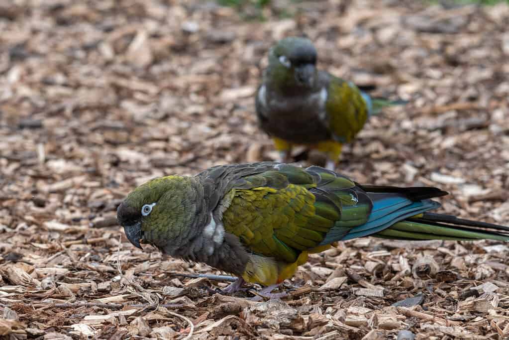 Conuro della Patagonia (pappagallo delle tane)