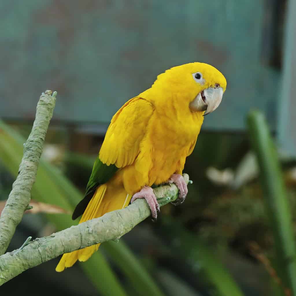conuro dorato