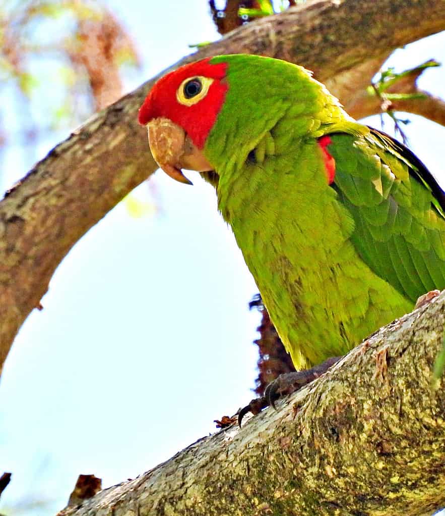 conuro dalla maschera rossa